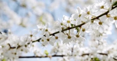 Yaklaş, Beyaz Çiçekler Kiraz Ağacı Mavi gökyüzünün altında çiçek açıyor
