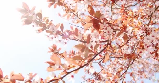 Kersenbloesem, waying in wind close-up met de zonnestralen. Roze sakura bloem. Sluiten. — Stockvideo