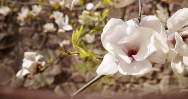 Árbol blanco de magnolia floreciente. Flores de primavera magnolia en el viento con rayos de sol. de cerca — Vídeo de stock