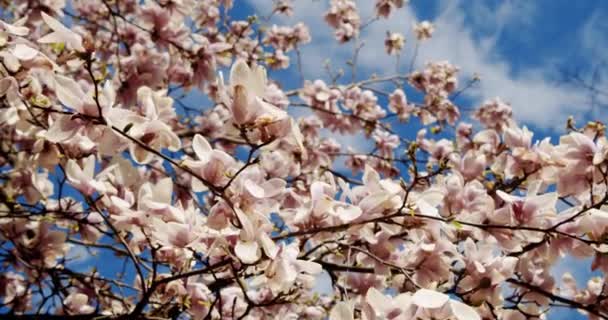 Blommande vit magnolia träd under blå himmel. Våren magnolia blommor i vinden dag — Stockvideo