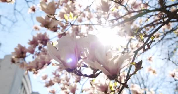 Close up Blooming white magnolia tree under blue sky. Spring magnolia flowers in the wind with sun rays. — Stock Video