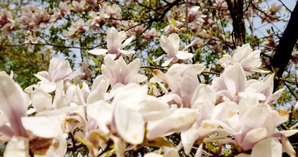 Kvetoucí bílý magnóliový strom. Jarní magnólie kvete ve větru se slunečními paprsky. zavřít ver 2 — Stock video
