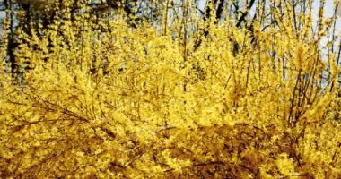 Birçok Forsythia çiçeği mavi gökyüzünün önünde. Altın çan, bahar bahçesinde açan çalı, güneş ışığı. Orta vuruş.