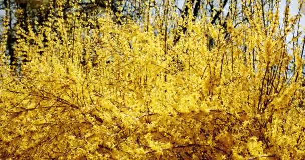 Beaucoup de fleurs de Forsythia devant le ciel bleu. Cloche dorée, fleurissant dans le jardin de printemps buisson, soleil rétroéclairé. Plan médian — Video