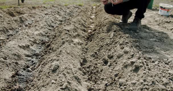 Plantar papas en tierra firme, cambio climático, desastre ambiental y grietas de tierra, degradación del problema agrícola. Amplio tiro — Vídeos de Stock