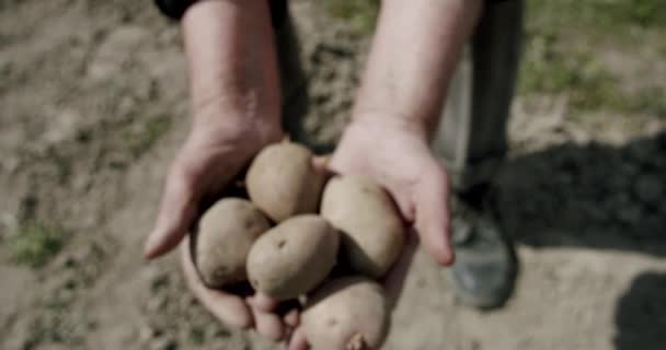 De boerenhand heeft een biologisch product van aardappelproducten van de boerderij. Sluiten. — Stockvideo