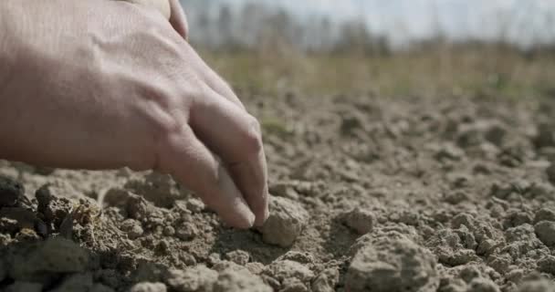 Aardappelen planten in droge grond, klimaatverandering, milieurampen en scheuren in de aarde, achteruitgang van de landbouw. Sluiten. — Stockvideo