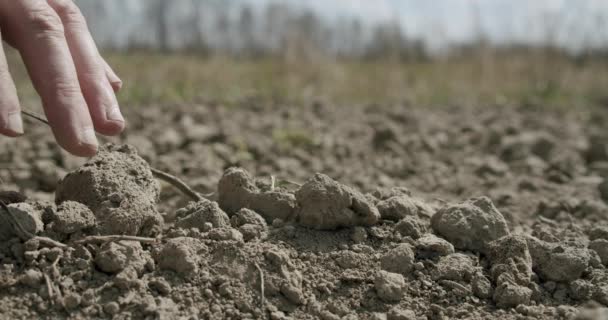 Уборка картофеля, изменение климата на суше, экологическая катастрофа и трещины в почве, деградация сельскохозяйственной проблемы. Закрыть — стоковое видео