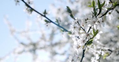 Beyaz Çiçekler Kiraz Çiçeği Ağacı Çiçeği Çiçeği. Geniş açıyı kapat