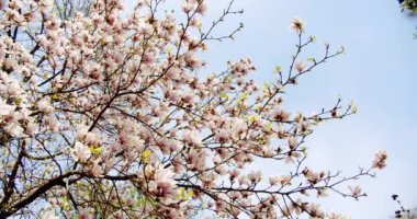 Mavi gökyüzünün altında çiçek açan beyaz manolya ağacı. Rüzgardaki bahar manolyası çiçekleri. Geniş açı V2