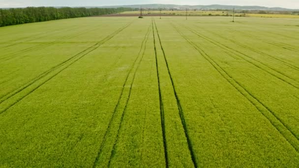 Vue aérienne d'un drone survolant un champ de colza en fleurs vertes avec des lignes de tracteur le jour ensoleillé du printemps ou de l'été.