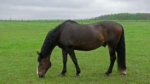 Cavalo de garanhão pastando no prado cercado — Vídeo de Stock