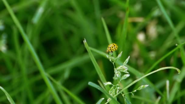 Een gele lieveheersbeestje (Psyllobora vigintiduopunctata), taking off van gras. — Stockvideo