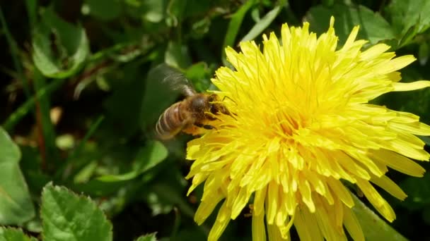 Мед бджоли, збираючи пилок — стокове відео