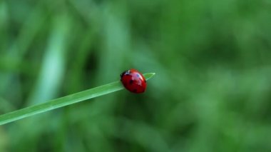 Çim bir bıçak üzerinde yürüyen bir kırmızı uğur böceği (Coccinella septempunctata).