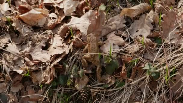 Europeiska Padda Skogen Golvet Start Våren Migreringen Efter Vintersömnen — Stockvideo