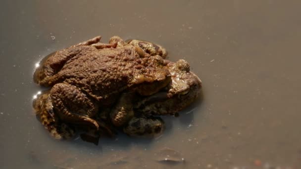 Zwei Europäische Erdkröten Paaren Sich Frühjahr Einem Flachen Teich Schwenkschuss — Stockvideo