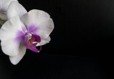 Siyah arka plan üzerine beyaz orkide Phalaenopsis