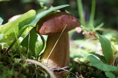 Yaz aylarında temizleyerek bir ormanda beyaz mantar. Rusya.