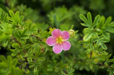 Bush kurtpençesi pembe Bahçe (Potentilla fruticosa).