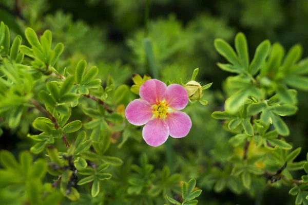 Bush Cinquefoil pink (Potentilla fruticosa) in garden. — Stock Photo, Image