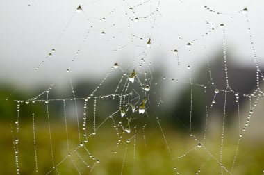 bir yaz sabahı SpiderWeb ile çiy damlaları