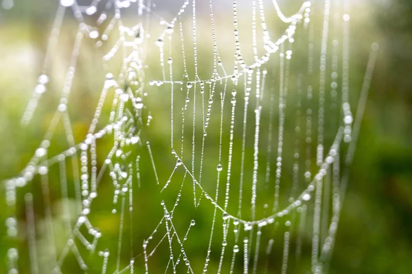 bir yaz sabahı SpiderWeb ile çiy damlaları