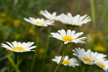 Yaz papatya'nın bahçesinde