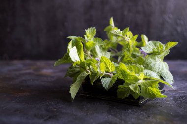 Siyah bir zemin üzerine nane demet.