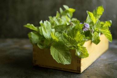 Ahşap kutusunda kopya alanı ile taze nane demet
