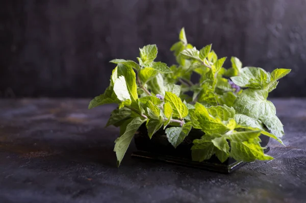 Siyah bir zemin üzerine nane demet.