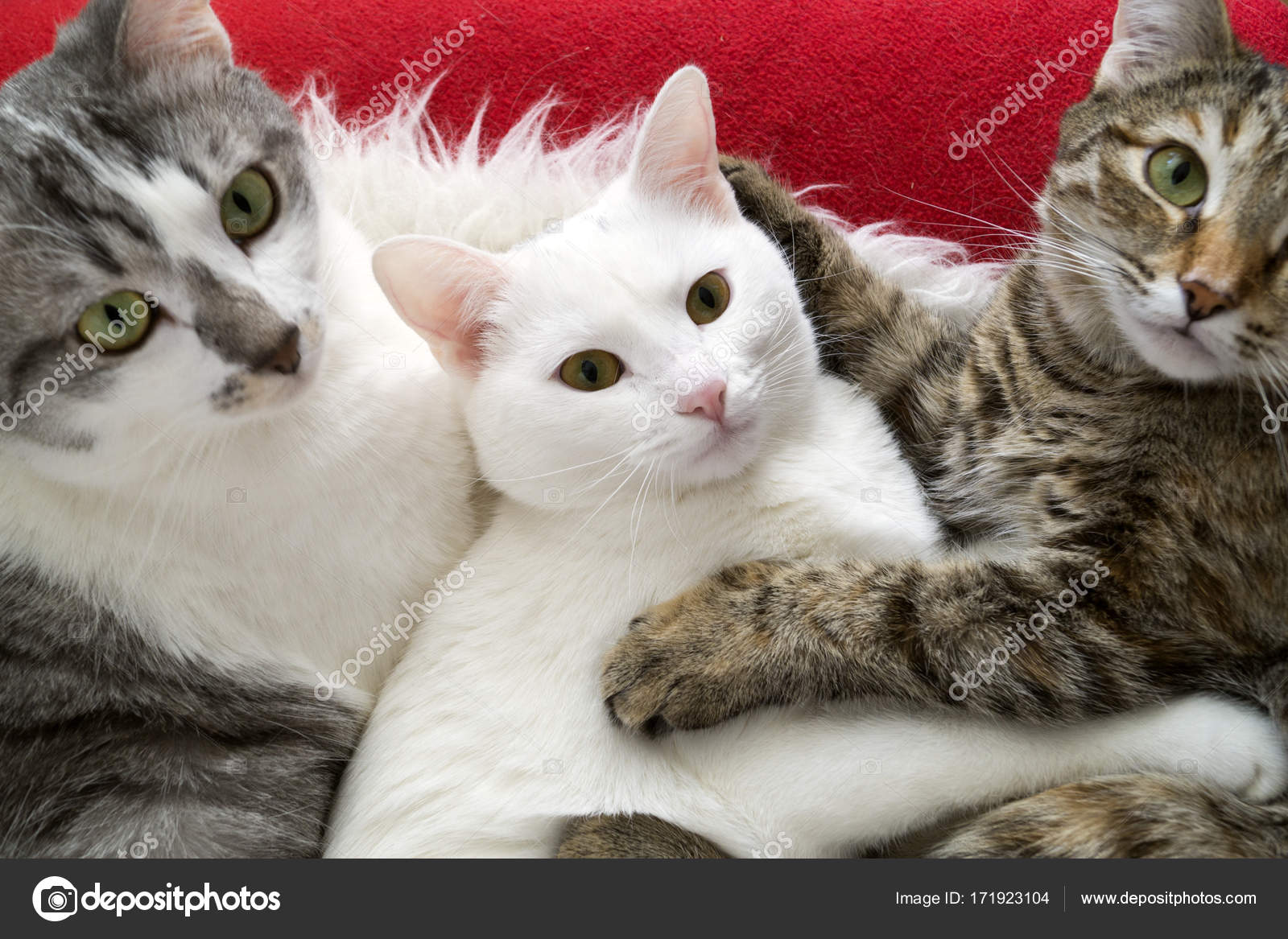 Immagini Gatto Grigio Tigrato Tre Gatti Grigio Tigrato E Bianco