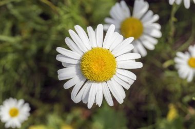 Yaz papatya'nın bahçesinde