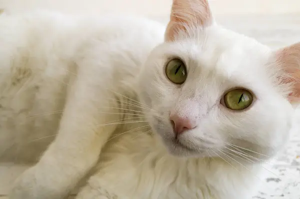緑目の白猫. — ストック写真