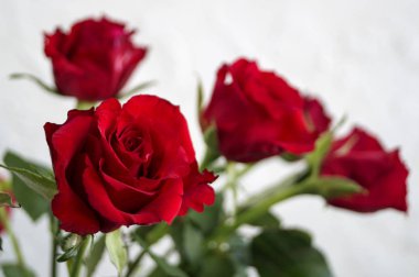 Beyaz arkaplanda kırmızı güller.