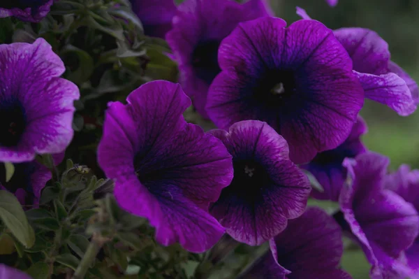 Un lit de pétunias violets (Petunia Grandiflora ). — Photo