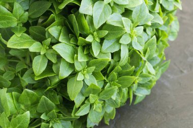 Taze, güzel kokulu fesleğen yakın çekim.