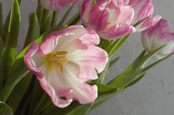Flores da Primavera. tulipas rosa florescendo de perto . — Fotografia de Stock