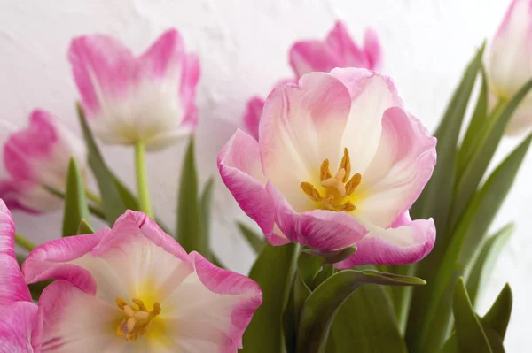 Fiori primaverili. Tulipani rosa in fiore da vicino . — Foto Stock