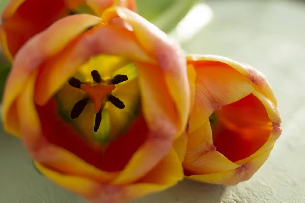 Оранжевые тюльпаны закрываются. Весенний макро . — стоковое фото