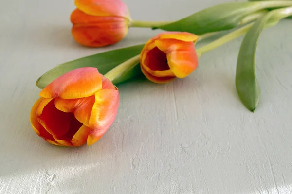 オレンジのチューリップをクローズ アップ。春の花マクロ. — ストック写真