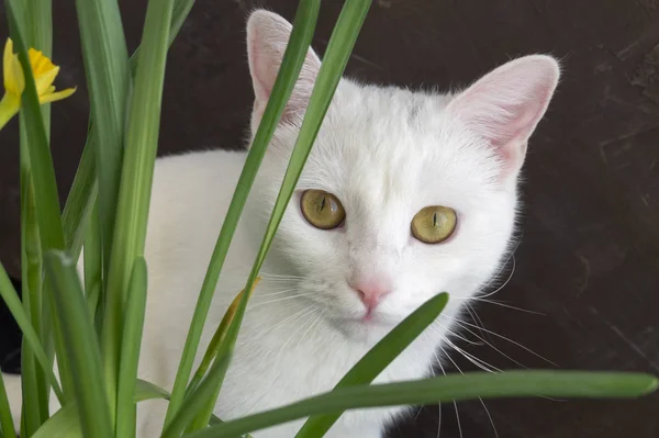 花の白い猫。茶色の背景に. — ストック写真