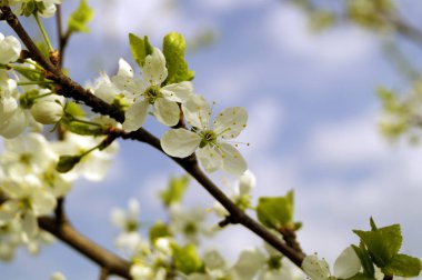 Kiraz çiçekleri dalı. Ön plan üzerinde odaklanın. Sığ derinlik-in tarla