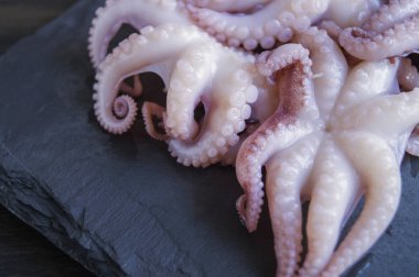 Siyah arka planda marine edilmiş küçük ahtapotlar..