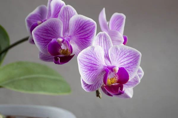 Beautiful gentle flowers of Phalaenopsis orchids on a gray backg