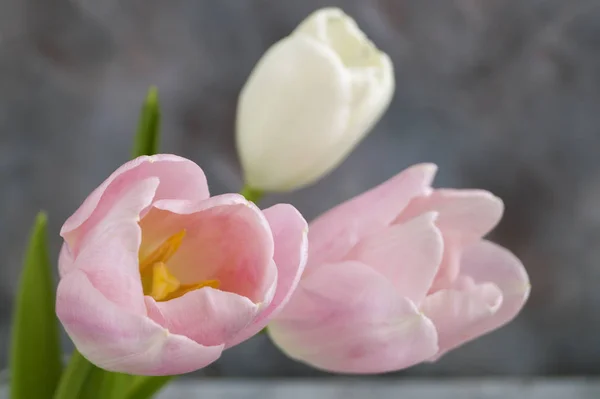 Fiori primaverili. Tulipani rosa in fiore da vicino . — Foto Stock