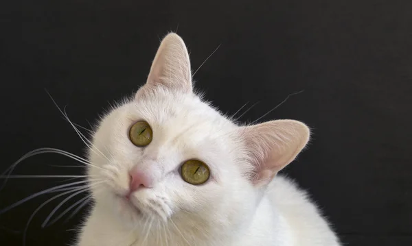 白色蓬松家猫. — 图库照片