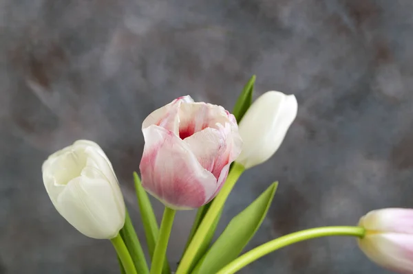 Tulipas brancas em um fundo cinza . — Fotografia de Stock