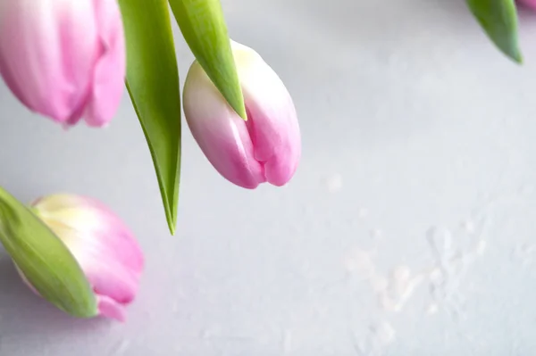 Весенние цветы. Розовые цветущие тюльпаны . — стоковое фото