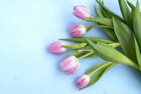 Wiosenne kwiaty. Różowy kwitnące tulipany z bliska. — Zdjęcie stockowe